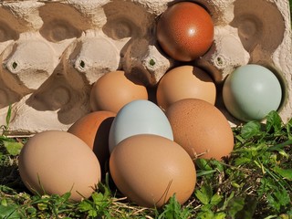 Mix of green and other colorful eggs of different chicken breeds