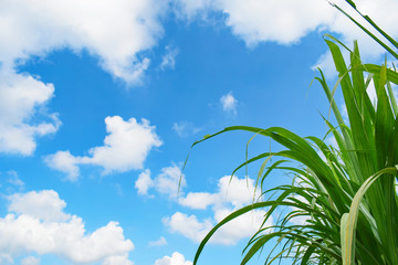 Green cane leaves with sky and clouds as background. Copy space.