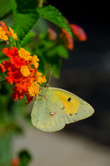 Dark clouded yellow, colias hyale, butterfly on Lantana, Spain.