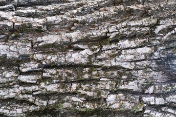 Texture pattern of the bark. bark of a tree in the forest.