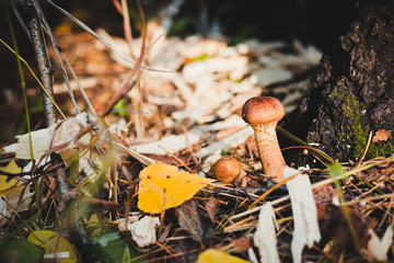 Mushroom on tree trunk. Old tree trunk almost declined with lots of fungus grows over