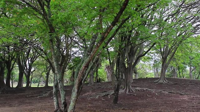 Amazing forest of African blackwood Dalbergia melanoxylon, season concept, branches patterns.