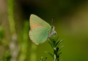 Green hairstreak, Callophrys rubi, butterfly resting, Andalusia, Spain.