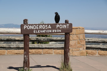   crow in  bryce   national  park
