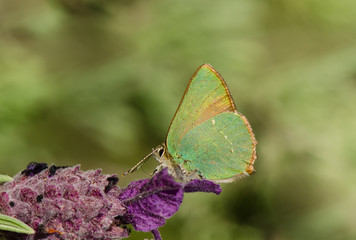 Green hairstreak, Callophrys rubi, butterfly resting, Andalusia, Spain.