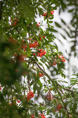 rowan branch in Siberia, month of September