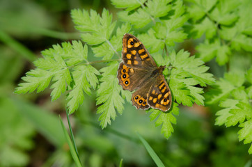 Speckled wood, Pararge aegeria, butterfly, southern europe, spain.