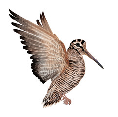 bécassine de la forêt,  , chasse, volant, vol, ciel, animal, ailes, nature, faune, oiseau, isolé, , sauvage,  bec, de profile, 
