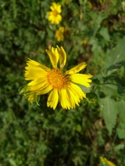 flower beautiful click