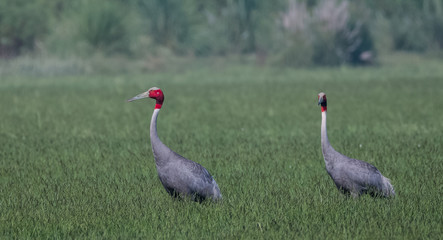 Fototapeta premium Portrait shoot for Sarus Crane bird standing tall in between the green grass
