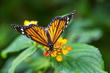 The monarch butterfly or simply monarch (Danaus plexippus) on the flower garden.