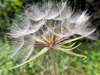 Fototapeta premium Closeup on Dandelion
