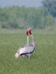 Portrait shoot for Sarus Crane bird standing tall in between the green grass