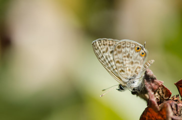Common Zebra Blue, lang's short-tailed blue, Leptotes pirithous, butterfly, Spain.