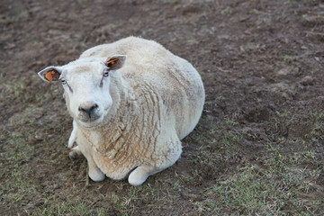 Close up of a Flemish white sheep resting in the meadow
