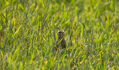 Lark bird hiding self in green grass