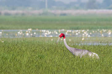 Portrait shoot for Sarus Crane bird standing tall in between the green grass