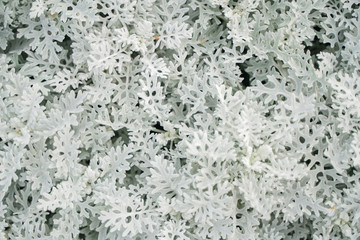 Artemisia absinthium wormwood grass with white leaves in the city park with nobody