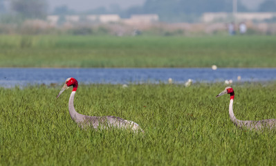 Fototapeta premium Portrait shoot for Sarus Crane bird standing tall in between the green grass