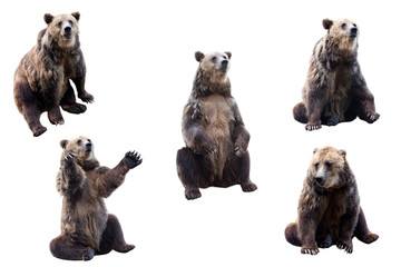 Set of brown bear over white background
