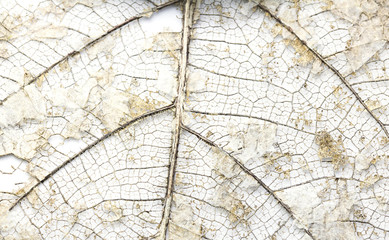 Close-up Beautiful Dry leaves ,Skeleton leafs on white background with copy space