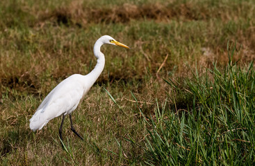 Egret bird 