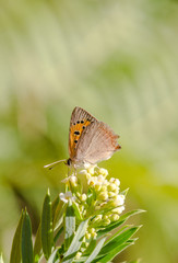 Small Copper, Lycaena phlaeas resting on flower, Spain.