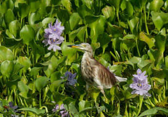 Pond heron bird sitting on green water plant