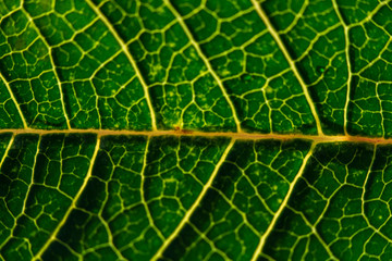 fotografia macro de detalles de hojas verdes