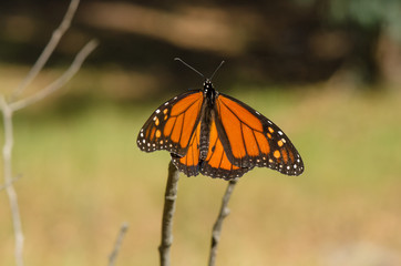 Monarch butterfly, Danaus plexippus basking in the sun, Andalusia, Spain.