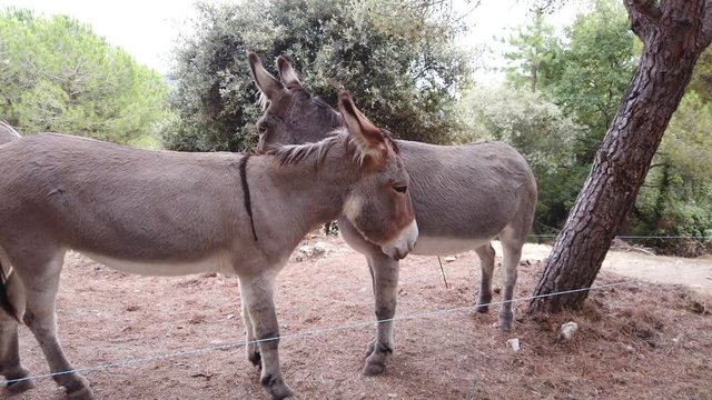 Donkeys On Mountain