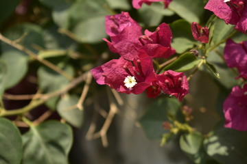 red flower in the garden