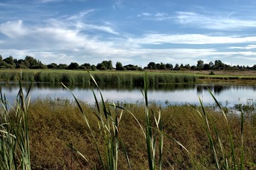 Russia, nature photos, Yaroslavl region, wildlife animals and plants.