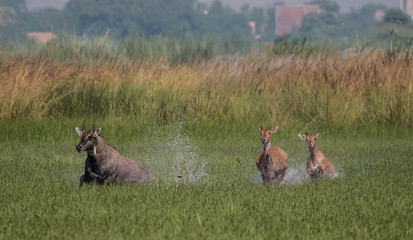 Blue bulls enjoying  in the green grass with water splashes
