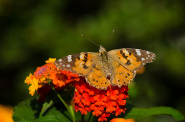 Painted lady, butterfly, vanesa cardui, basking in sun on Lantana Camara, wild-sage, red-sage, white- sage. Andalusia, Spain,