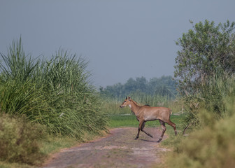 Blue bulls enjoying  in the green grass with water splashes