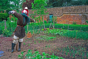 Scarecrow in the vegetable garden of a country house