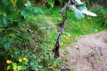 Impressionen im Herbst an der Ostsee