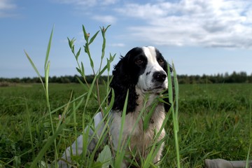 Russia, nature photos, Yaroslavl region, wildlife animals and plants.