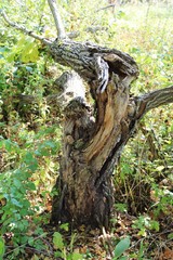 a tree broken by the wind on the edge of the forest