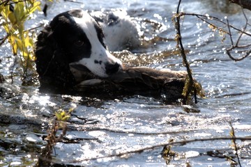 Russia, nature photos, Yaroslavl region, wildlife animals and plants.