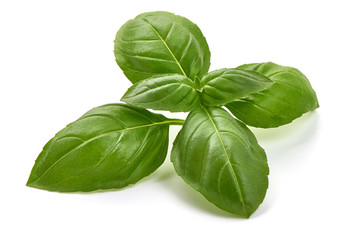 Fresh organic Basil Leaves, close-up, isolated on white background