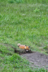 Fototapeta premium Fox in grass
