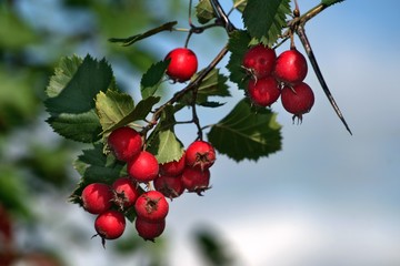 Russia, nature photos, Yaroslavl region, wildlife animals and plants.