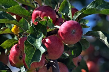 Russia, nature photos, Yaroslavl region, wildlife animals and plants.