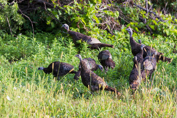 wild turkey (Meleagris gallopavo) family in summer
