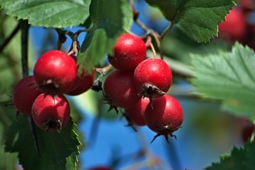Russia, nature photos, Yaroslavl region, wildlife animals and plants.