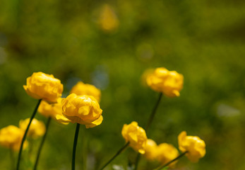 Obraz premium Globeflower (Trollius europaeus) close up
