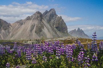 Beautiful scenic view of blooming lupine flowers at Stokksnes cape, Vestrahorn (Batman Mount), Iceland, Europe. Popular tourist natural attraction.
