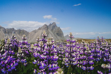 Fototapeta premium Beautiful scenic view of blooming lupine flowers at Stokksnes cape, Vestrahorn (Batman Mount), Iceland, Europe. Popular tourist natural attraction.